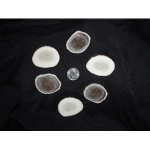 Elk Antler Disc - For Dogs Under 15lbs Elk Antlers, Disc